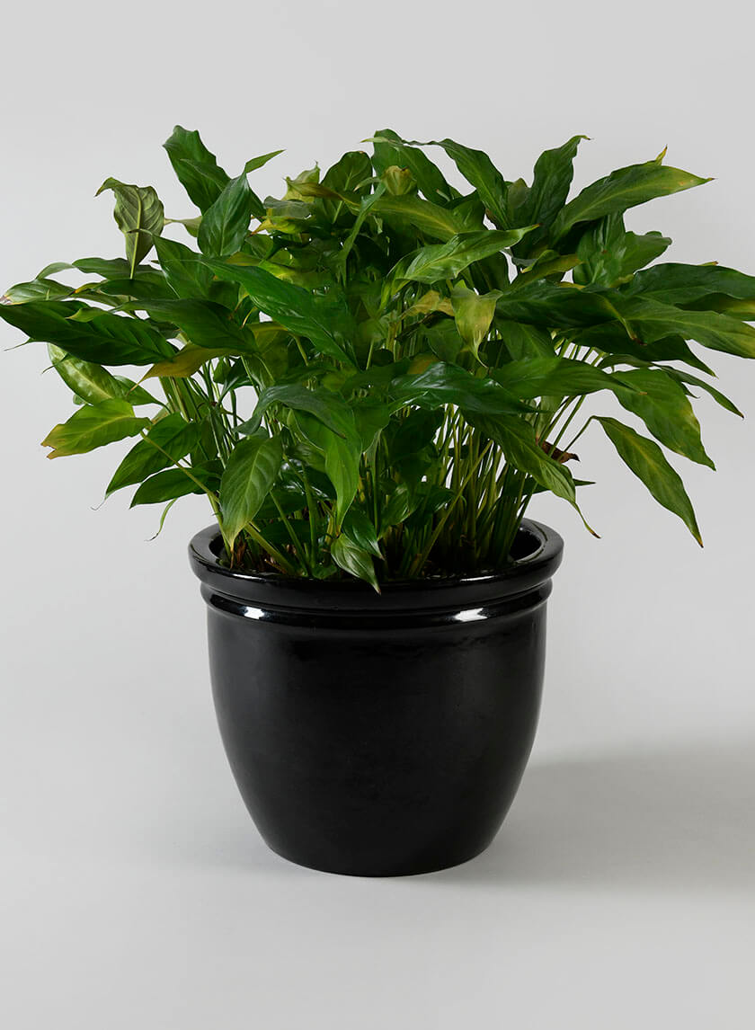 Glossy Black Double Rolled Rim Pots Decor Jamali Garden