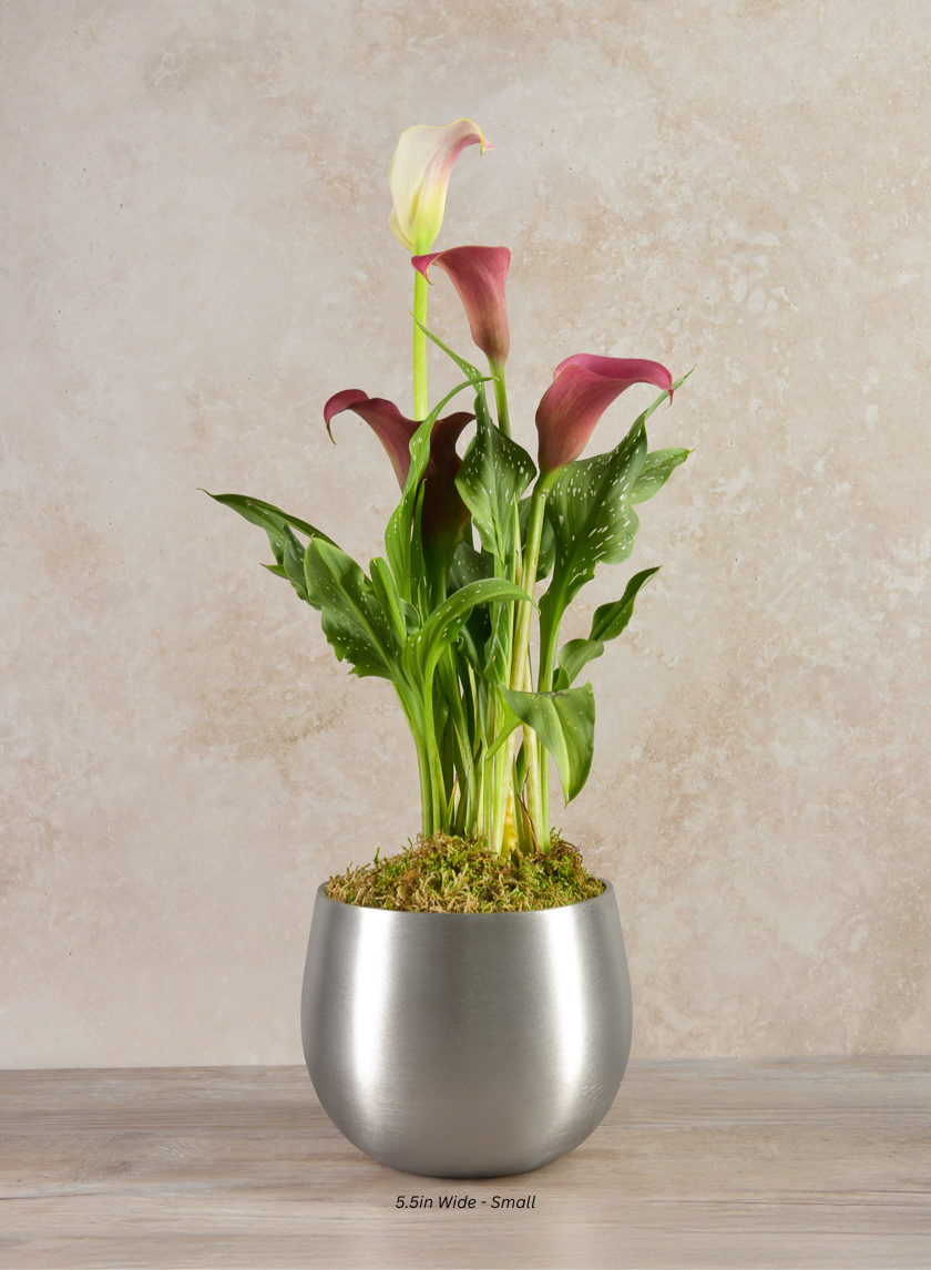 Araami Matte Silver Aluminium Bowl Decor Jamali Garden Silver 5.5in Wide - Small EACH