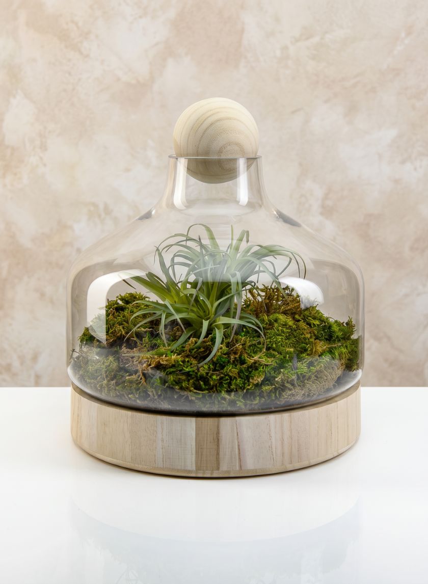 12in Tall Wide Copacabana Glass Terrarium, Large Decor Jamali Garden
