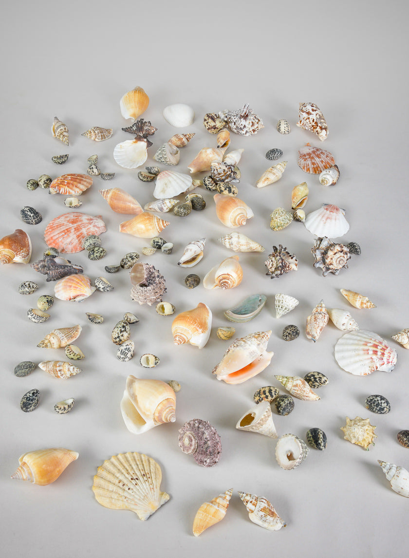 2lb Bag of Mixed Shells Decor Jamali Garden
