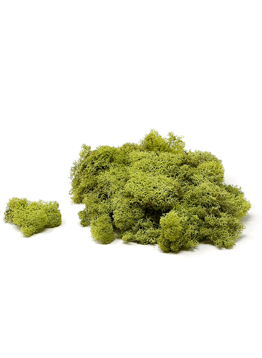 Super Moss Chartreuse Reindeer Moss Decor Jamali Garden