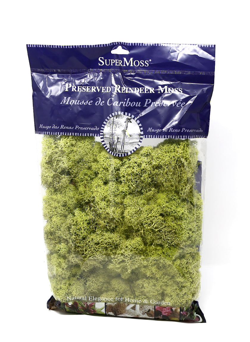 Super Moss Chartreuse Reindeer Moss Decor Jamali Garden