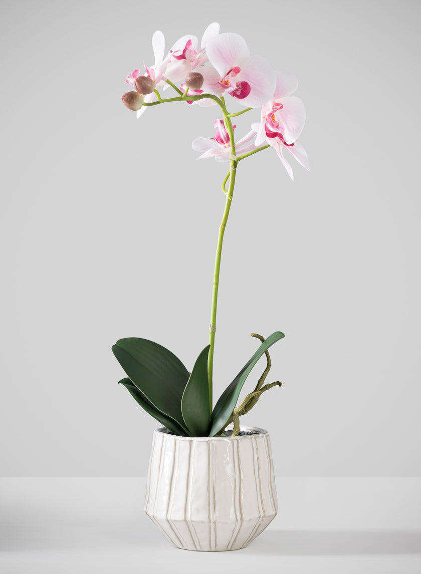 19in Tall Real Touch Blooming Orchid Phalaenopsis in Decorative Ceramic Pot Decor Jamali Garden