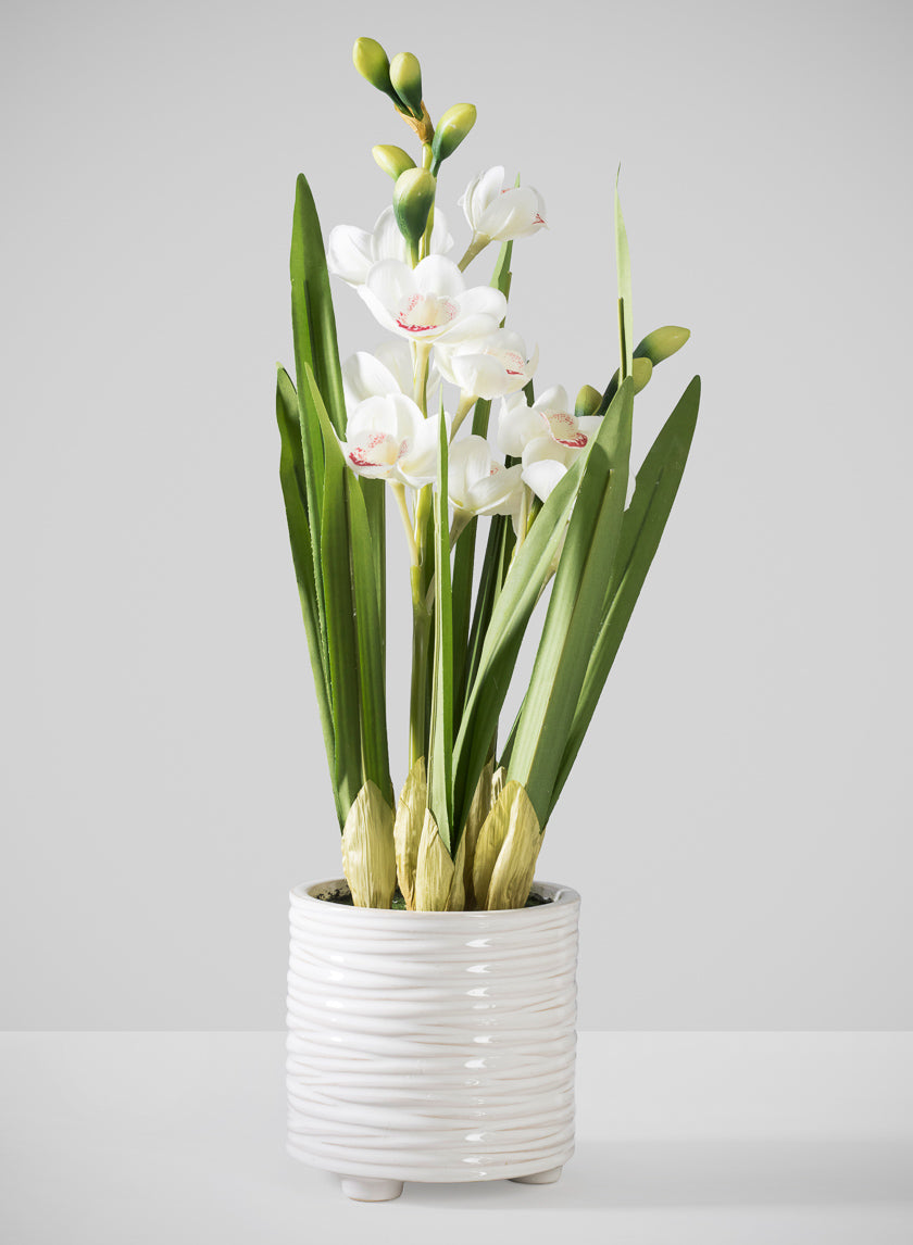 20.5in Tall Real Touch 2 Stem Cymbidium Orchid in Decorative Ceramic Pot Decor Jamali Garden