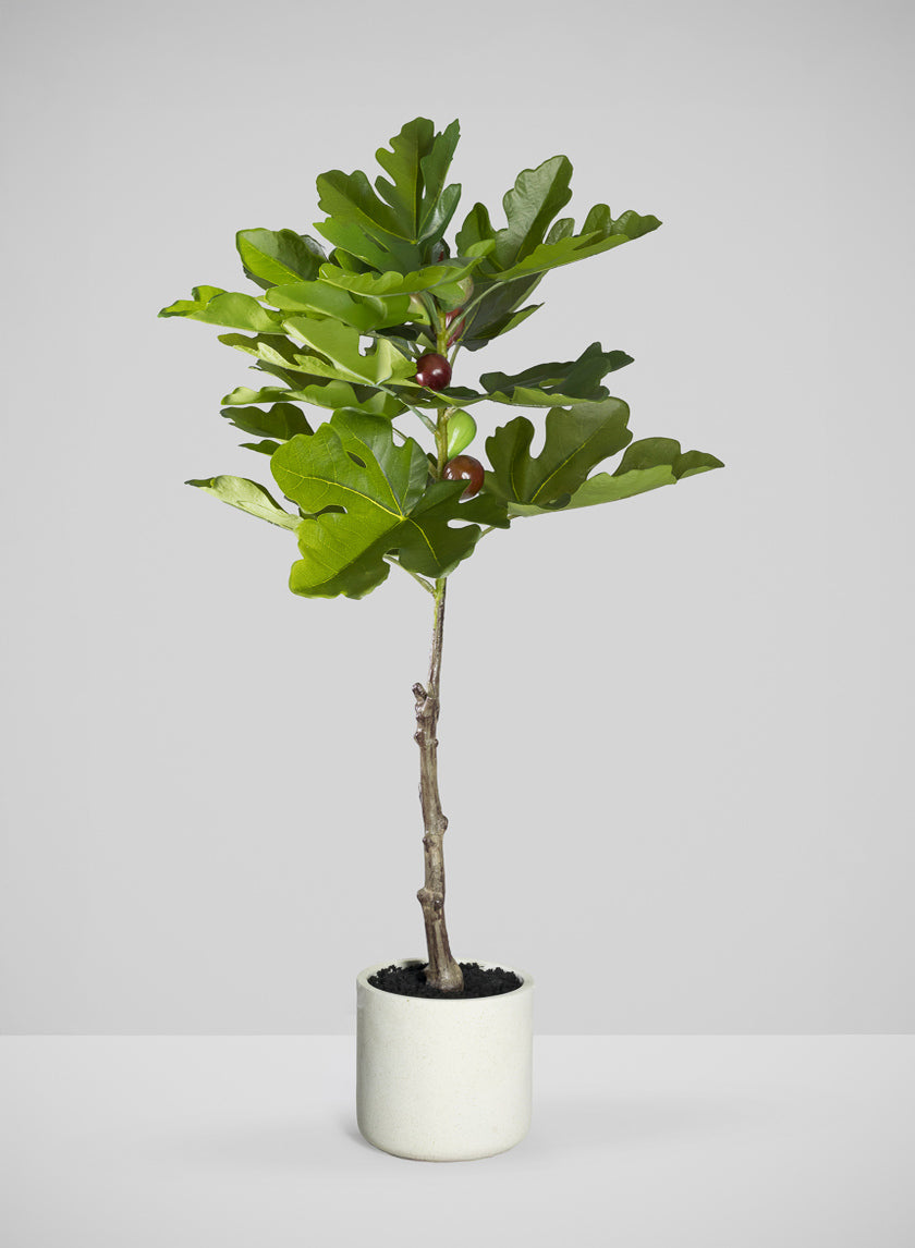 36in Tall Real Touch Real Look Fig Tree in Cement Pot Decor Jamali Garden