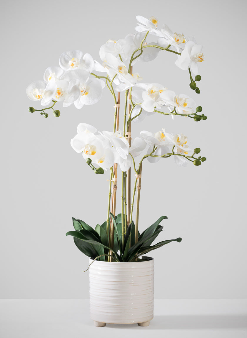 31in Tall Real Touch 5 Stem Blooming Orchid Phalaenopsis in Decorative Ceramic Pot Decor Jamali Garden