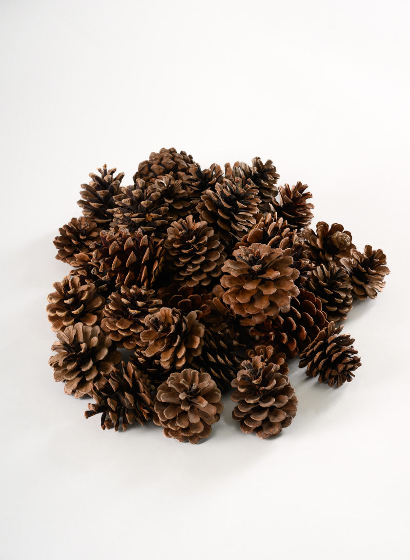 500G Small Natural Pinecones in Net Bag Decor Jamali Garden