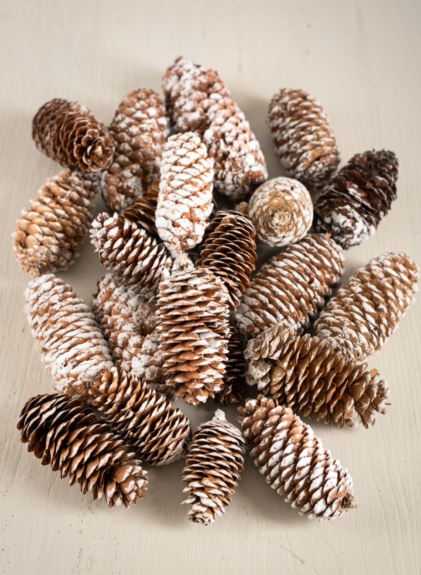 300G White Tip Long Pinecones in Net Bag Decor Jamali Garden