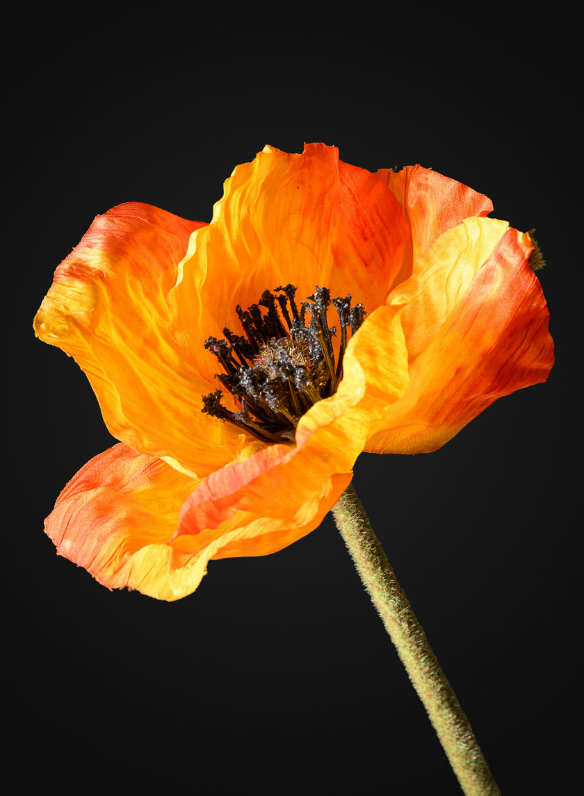 27in Long Orange Poppy Stem, Case of 12 Decor Jamali Garden