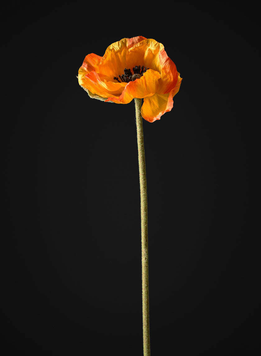 27in Long Orange Poppy Stem, Case of 12 Decor Jamali Garden