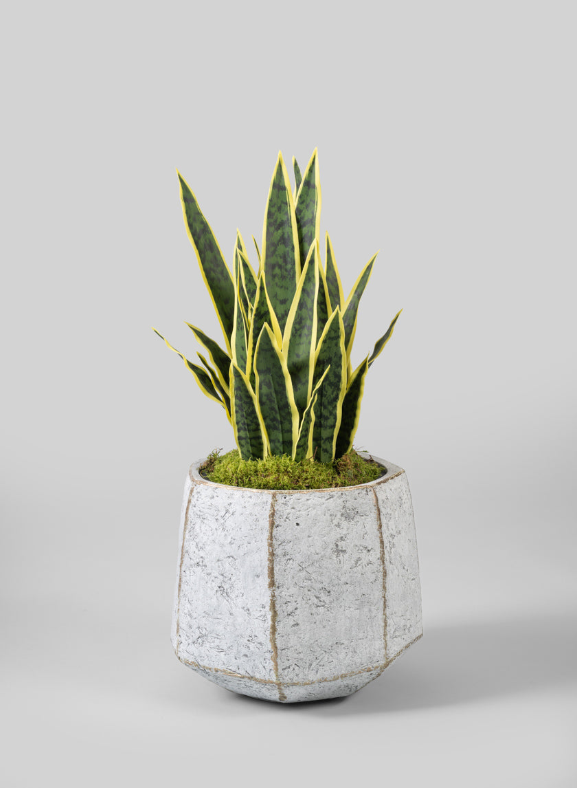 Kesari Aged White Fiberglass Planter Decor Jamali Garden