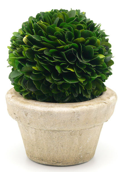Preserved Boxwood Ball In Pot Decor Jamali Garden