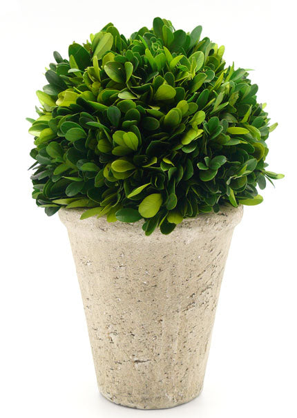 Preserved Boxwood Ball In Pot Decor Jamali Garden