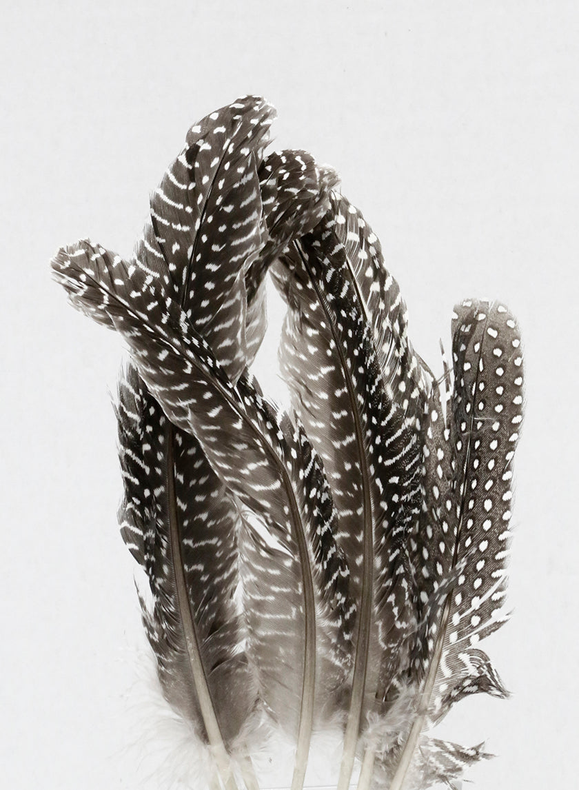 6 - 8in Natural Guinea Wing Feathers, Set of 6 Decor Jamali Garden