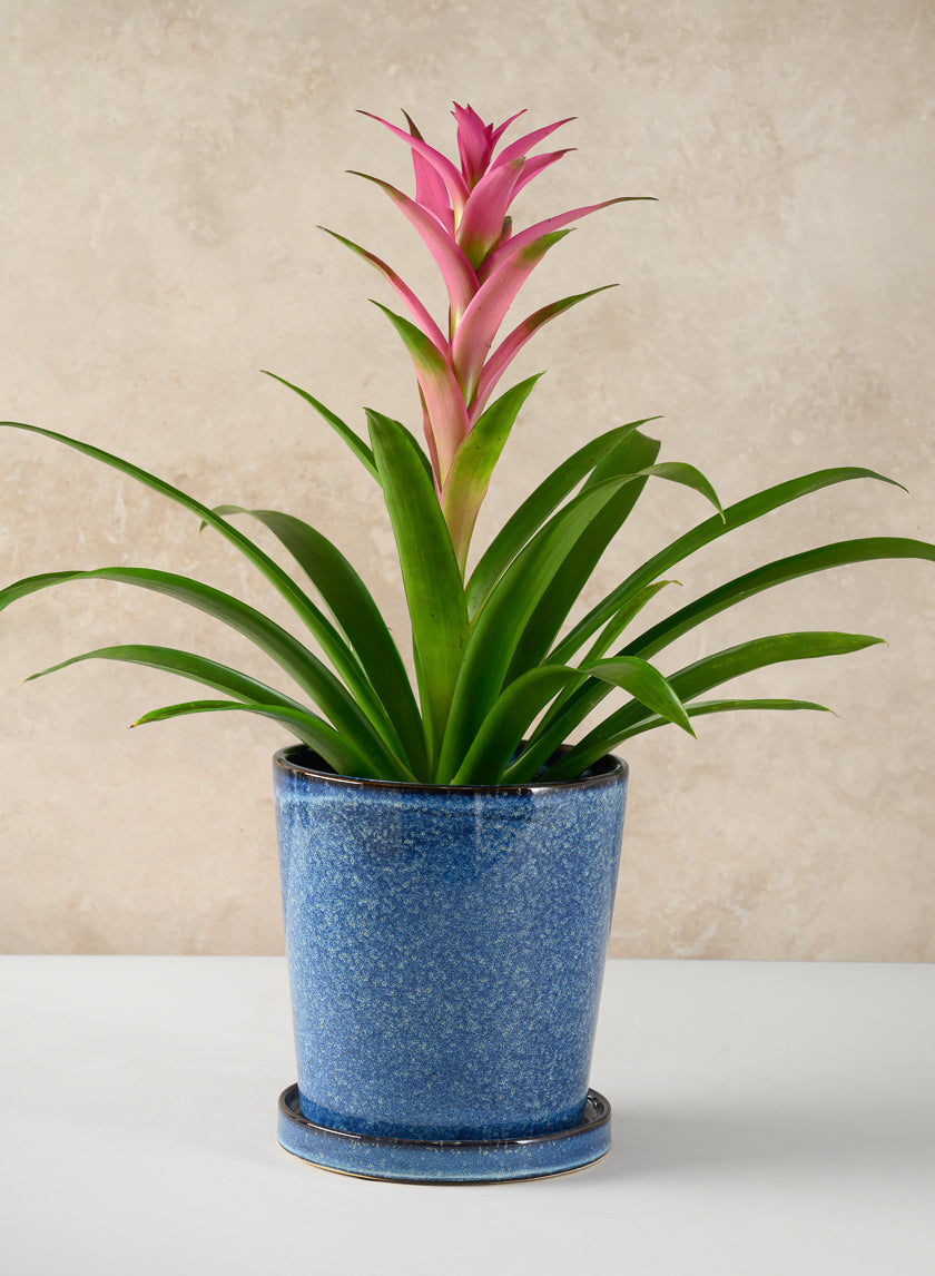 Ming Ceramic Pot with Saucer, Ice Blue Decor Jamali Garden