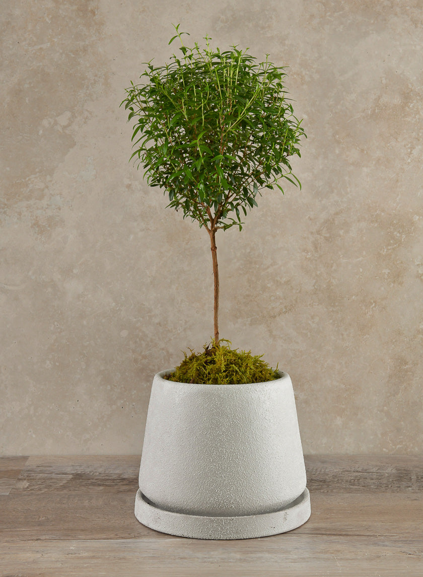 5.75in Tall Sigtura Sand White Indoor Ceramic Pot with Saucer Decor Jamali Garden