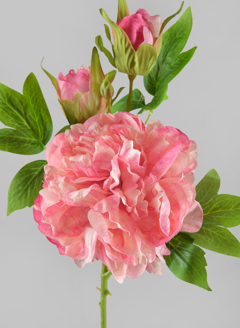 22in Long Spring Blooming with Buds Pink Peony Stem, Case of 12 Decor Jamali Garden