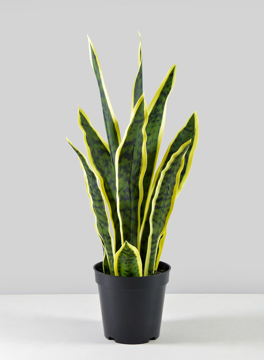 20in Tall Potted Real Touch Sansevieria, Case of 4 Decor Jamali Garden