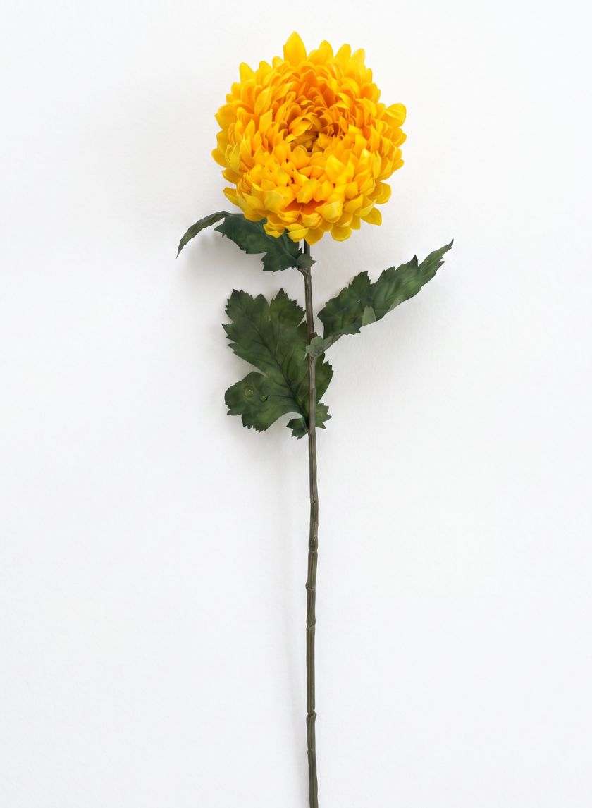 28in Tall Spider Mum, Autumn Yellow