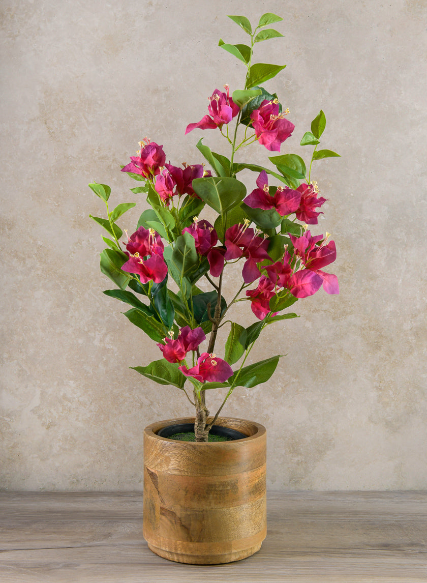 26in Long Blooming Red Bougainvillea In a Pot Decor Jamali Garden