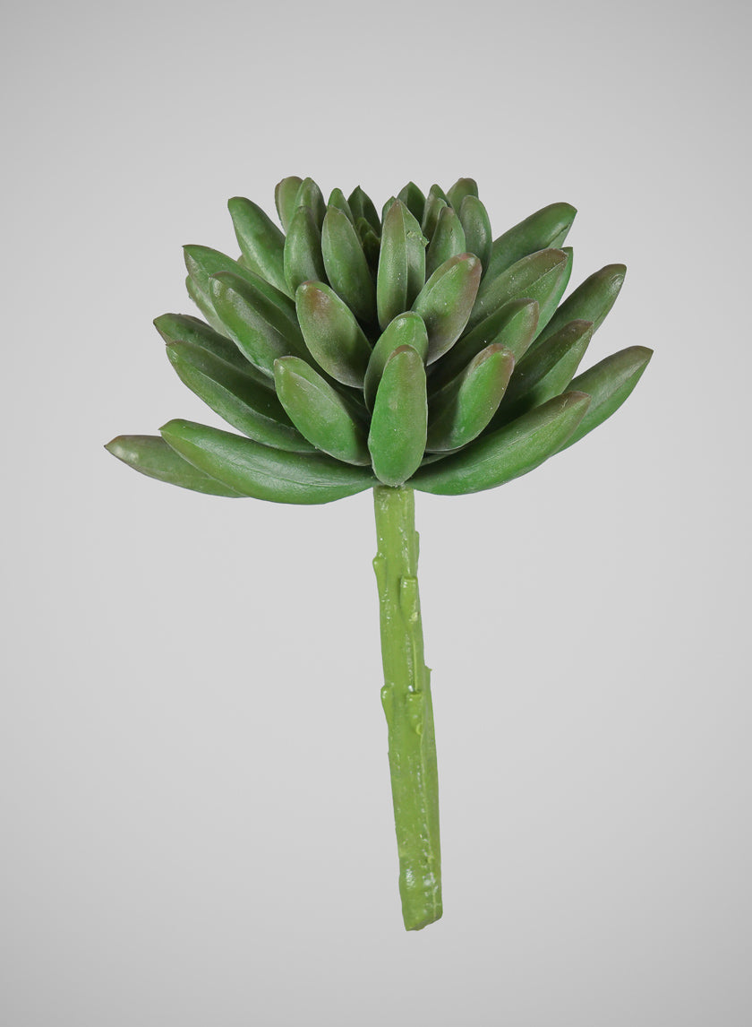 5in Long Senecio Succulent Pick, Case of 12 Decor Jamali Garden