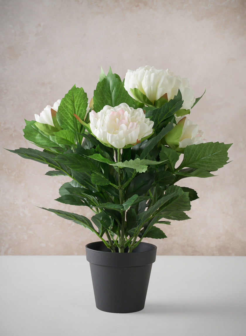 17in Tall White Peony Plant In a Black Pot Decor Jamali Garden