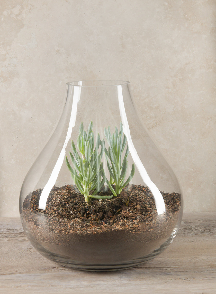 12in Tall Boheme Glass Terrarium Vase Decor Jamali Garden