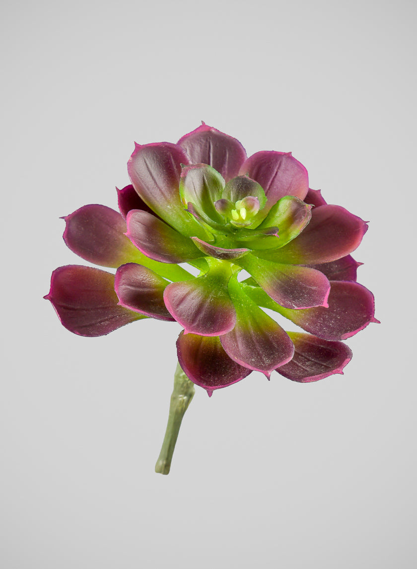 6in Long Purple Echeveria Pick, Case of 12 Decor Jamali Garden