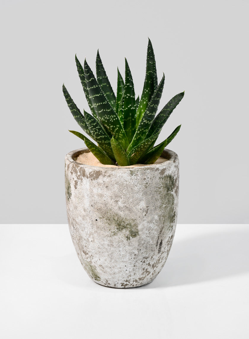 5in Tall Sturgeon Moon Aged Cement Planter Decor Jamali Garden