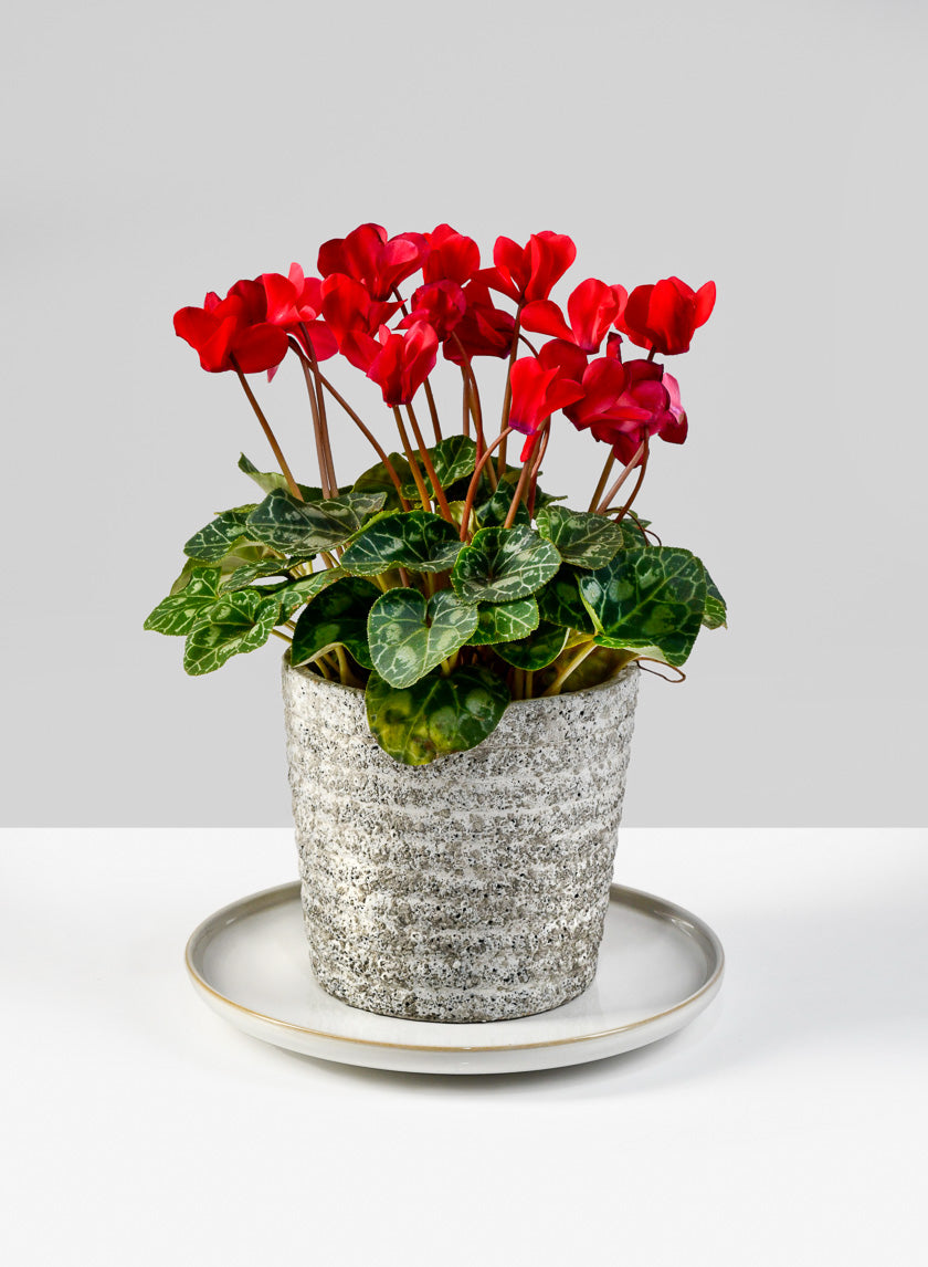 8.5in Wide White Ceramic Plate Decor Jamali Garden