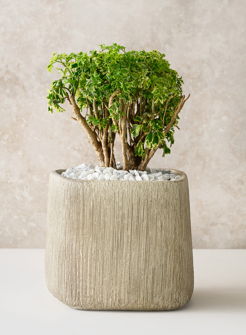 6.5in Tall Matte Ivory Racine Cement Cube Planter Decor Jamali Garden