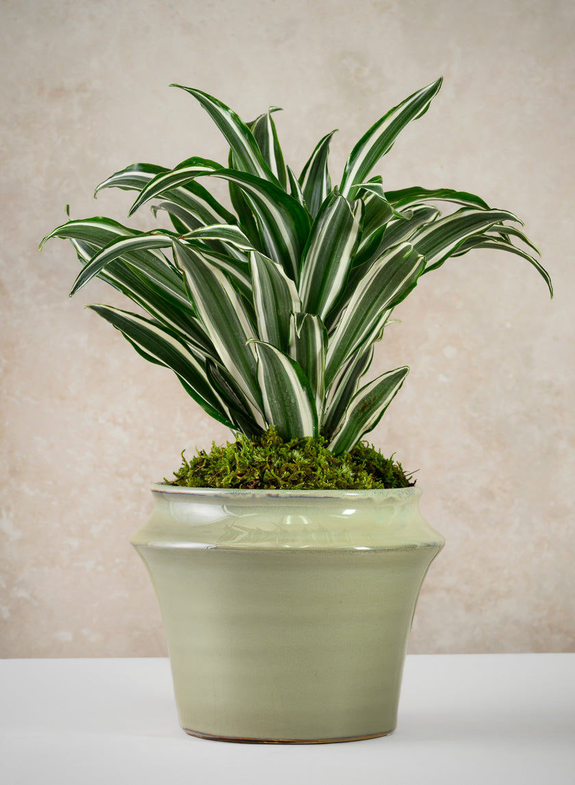 6in Tall Moss Green Glaze Ceramic Ikebana Planter Decor Jamali Garden