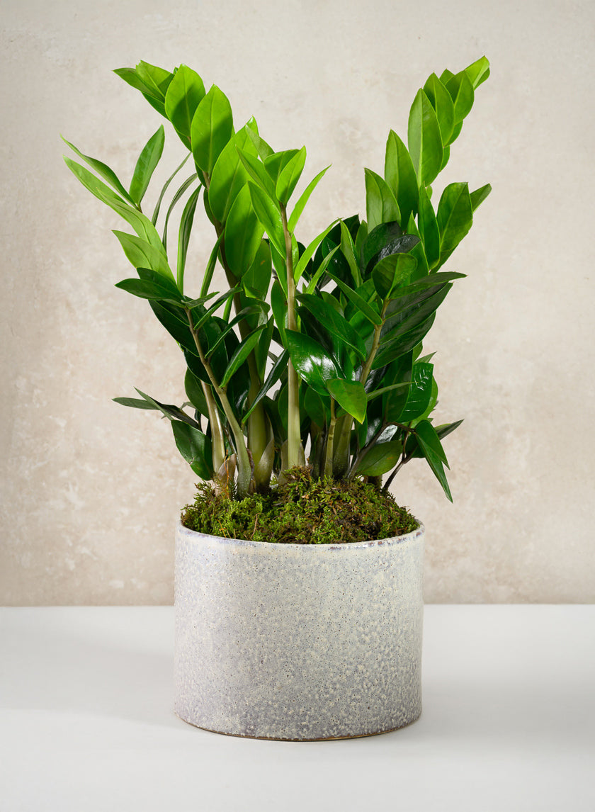 5.5in Tall Glaze Cloud Gray Ceramic Cylinder Vase Decor Jamali Garden