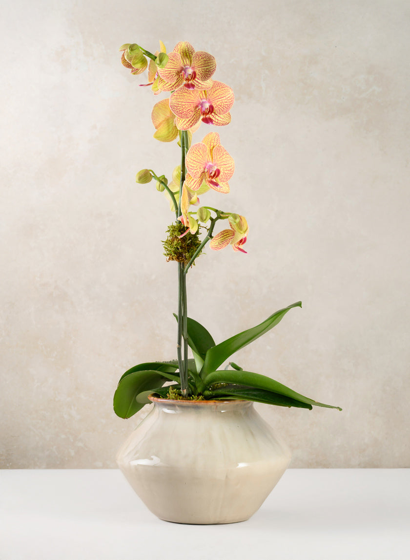 6.5in Tall Ivory Glaze Kaneshon Low Bowl Ceramic Vase Decor Jamali Garden