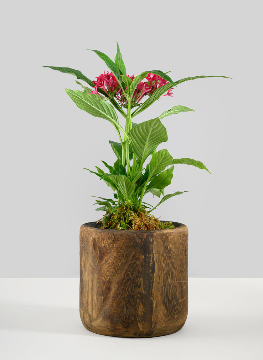 Dark Walnut Finish Paulownia Wood Cache Pot Decor Jamali Garden