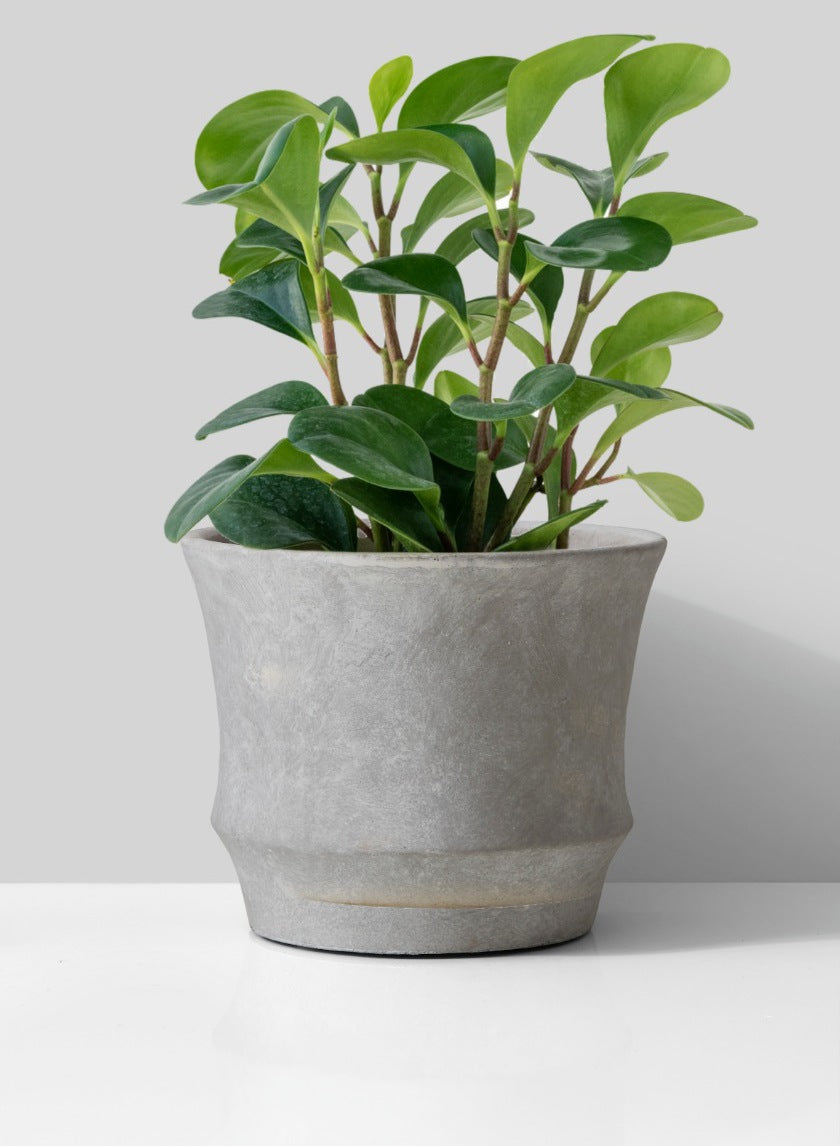 6in Tall Atelier Corded Cement Pot Decor Jamali Garden