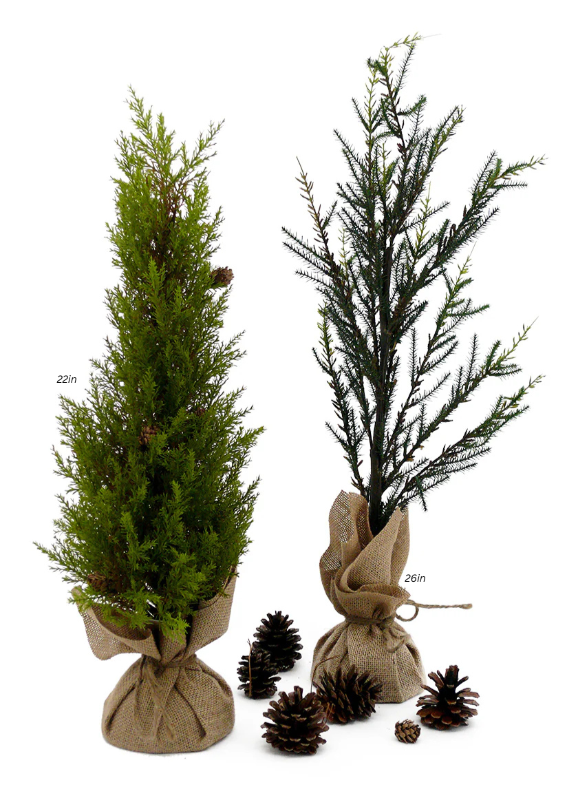 Pine Trees With Burlap Root Balls Decor Jamali Garden