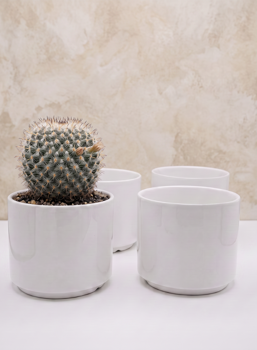 A 4in Tall Florist Choice Gloss White Cylinder pot, planted with a round cactus, is displayed in front of three empty matching pots from the set of four, all arranged against a beige textured background.