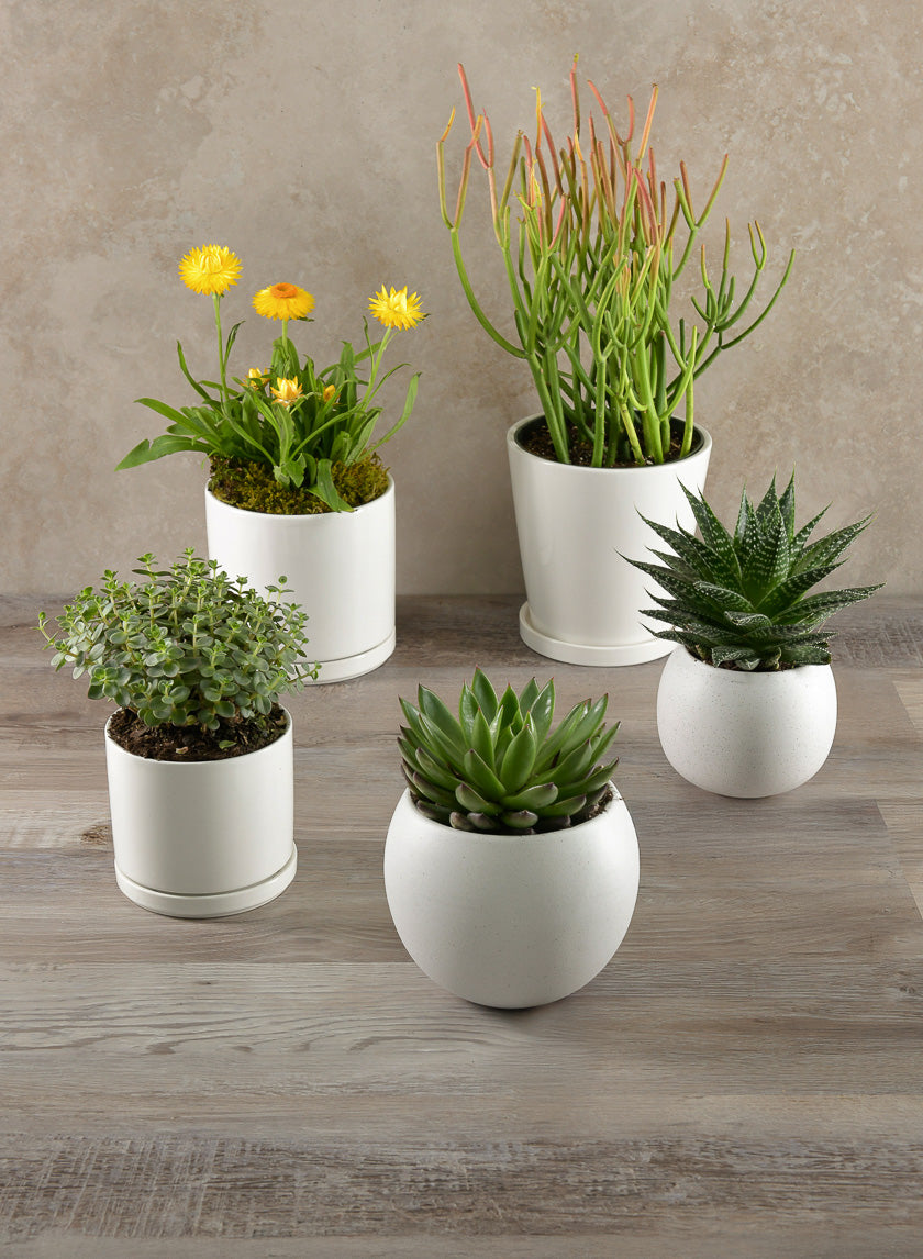 4.5in Tall Odense White Indoor Ceramic Pot with Saucer, Set of 4 Decor Jamali Garden