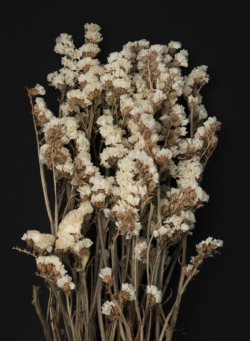 24in Long Dried Statice Flower Bunch Decor Jamali Garden
