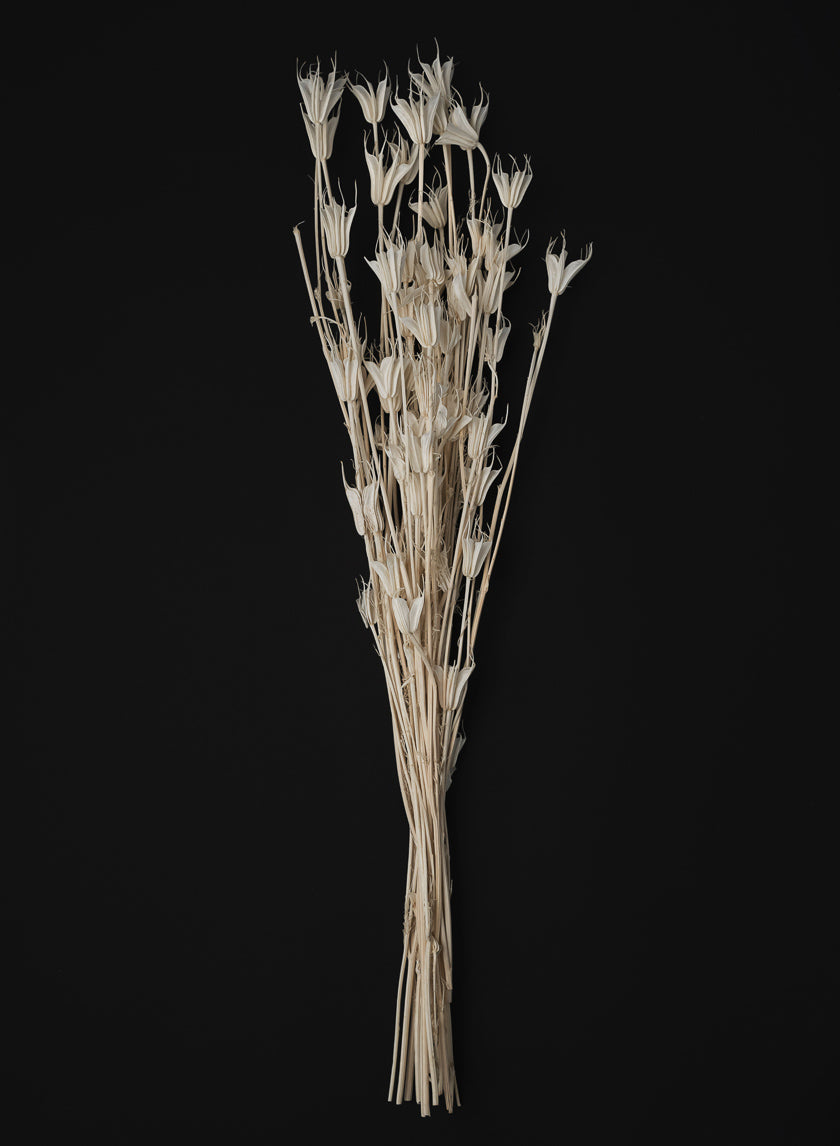 24in Long Bleached Nigella Bunch Decor Jamali Garden