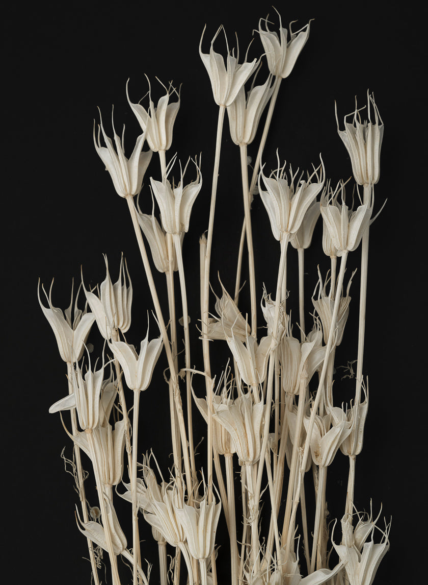 24in Long Bleached Nigella Bunch Decor Jamali Garden