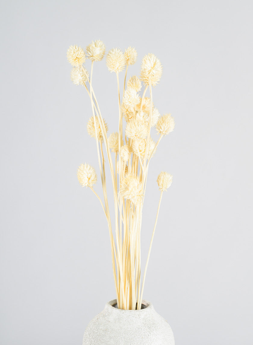24in Long Bleached Craspedia Bunch Decor Jamali Garden