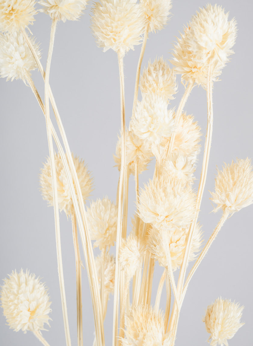24in Long Bleached Craspedia Bunch Decor Jamali Garden