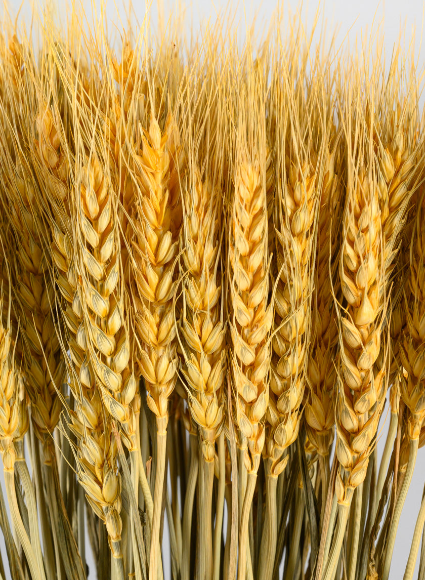24in Long Natural Dried Wheat Bunch Decor Jamali Garden
