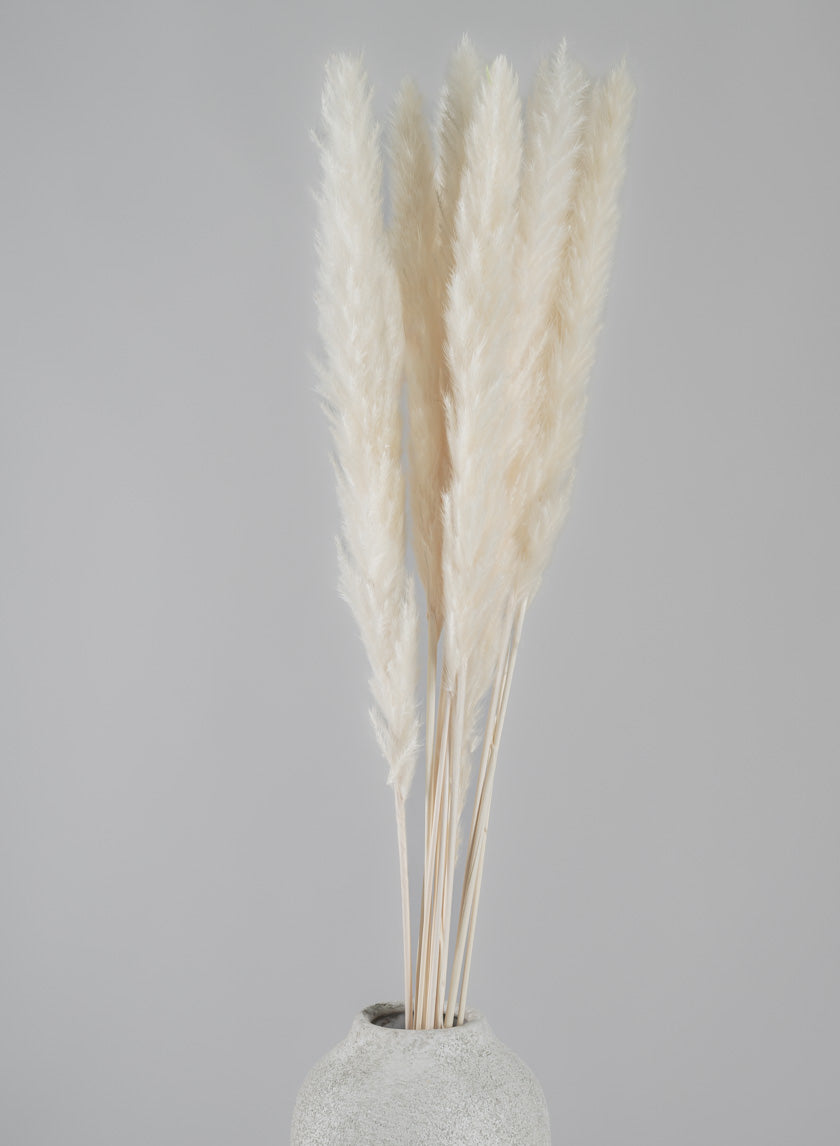 28in Long Bleached Pampas Grass Bunch Decor Jamali Garden
