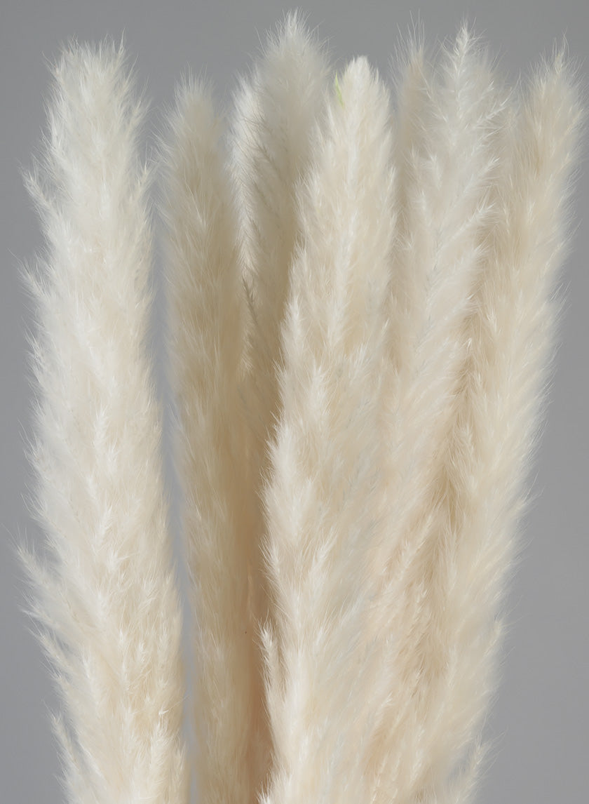 28in Long Bleached Pampas Grass Bunch Decor Jamali Garden