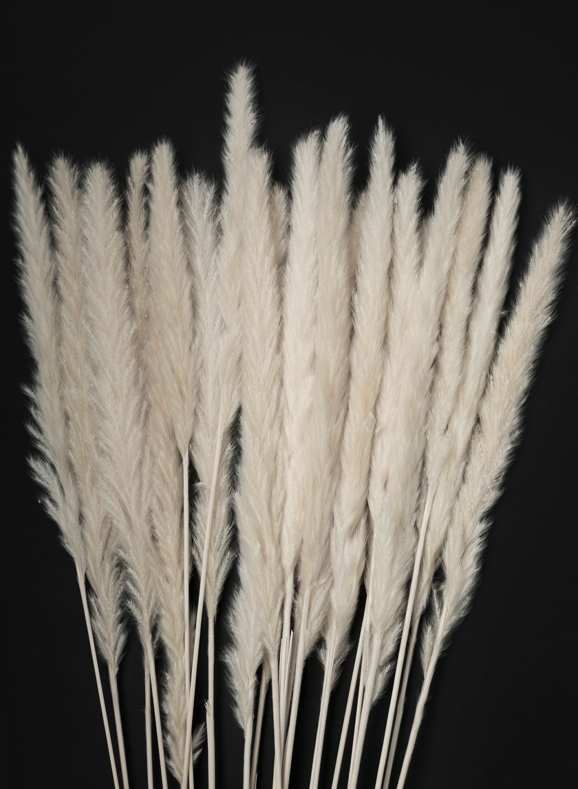 28in Long Bleached Pampas Grass Bunch Decor Jamali Garden
