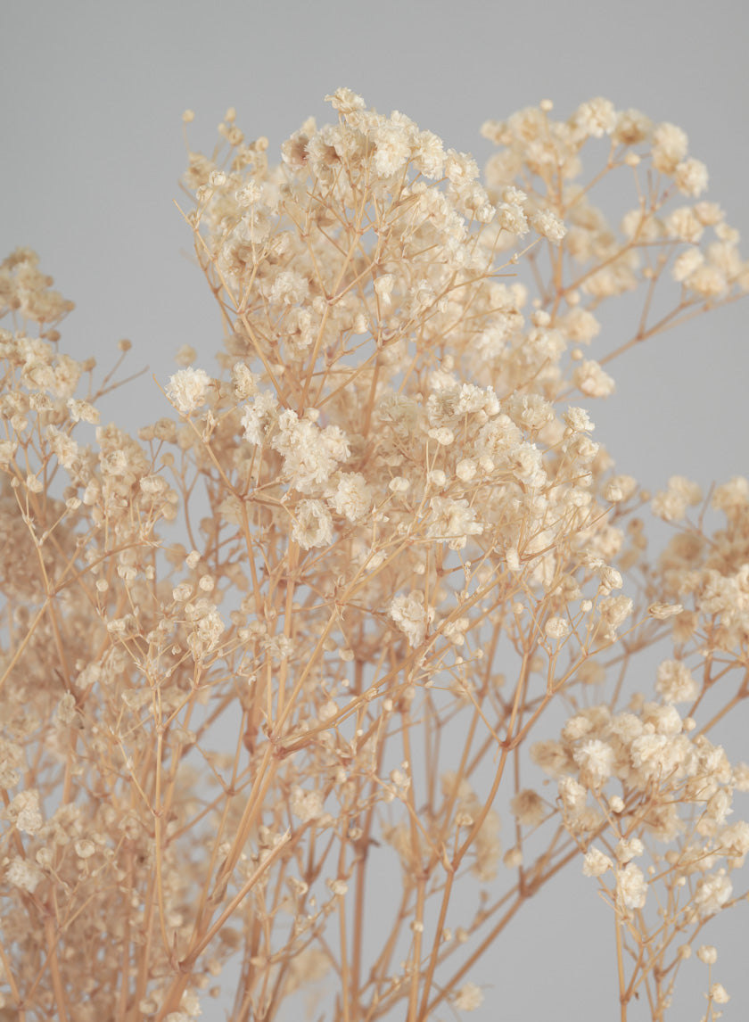 28in Long Natural Dried Baby&