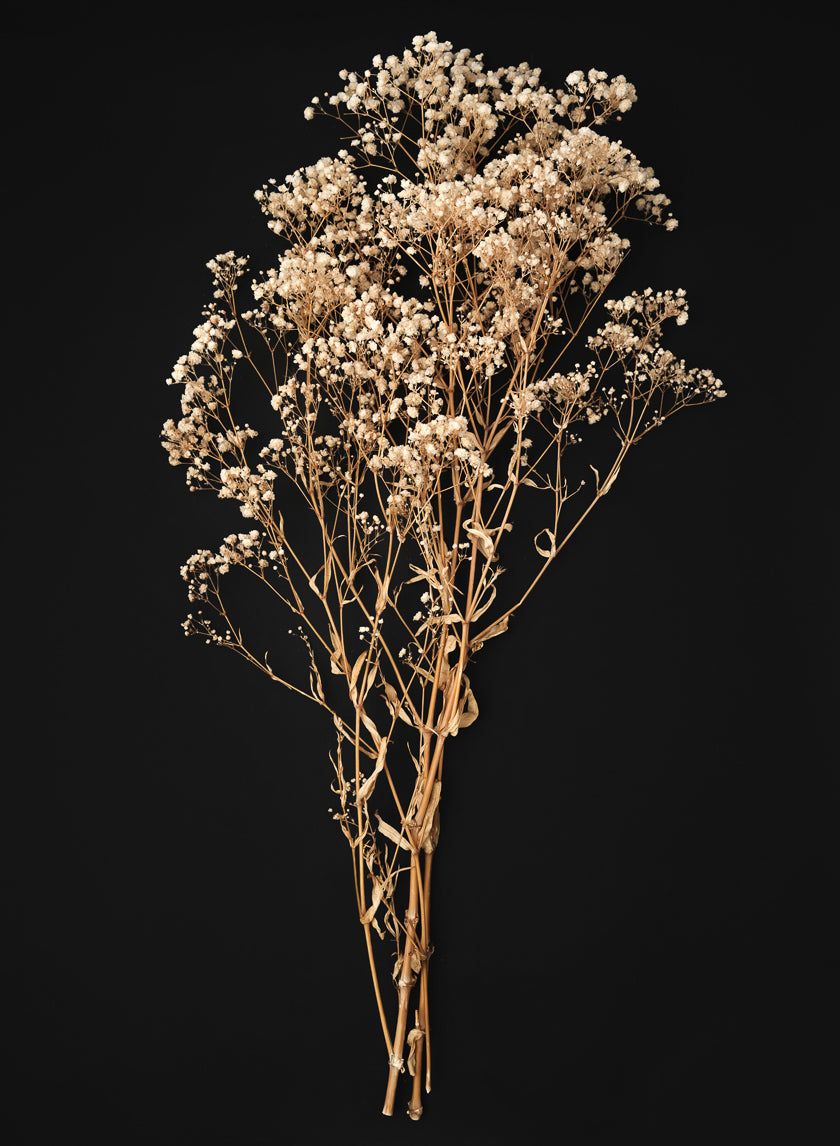 28in Long Natural Dried Baby&